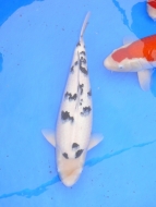 Shiro Bekko - Wakagoi Koi Show 2009: image 6