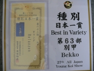 Shiro Bekko - Wakagoi Koi Show 2009: image 8