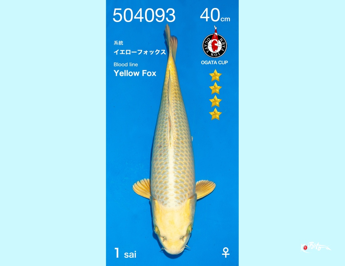 1Y Yellow Fox SFF Female (Ogata)