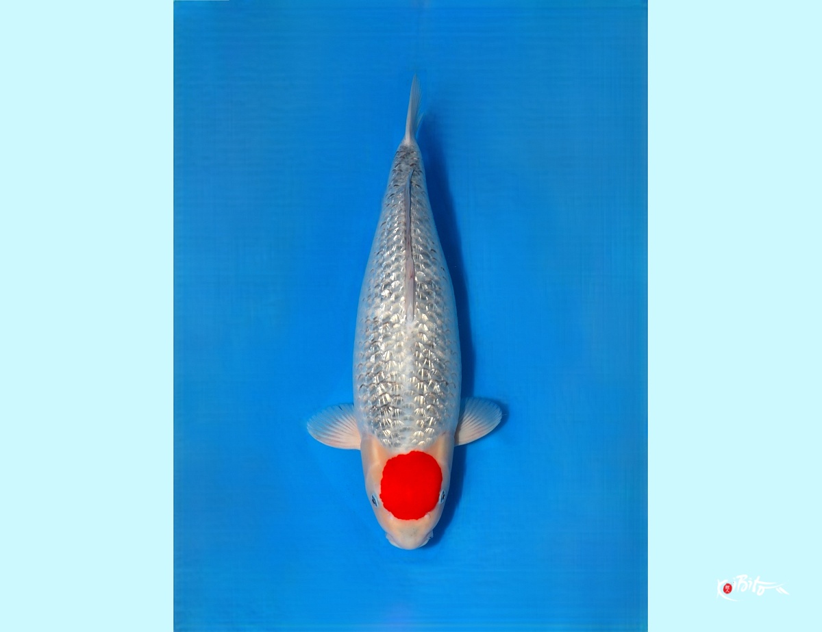 3Sai Female Ginrin Tancho Goshiki Super xxxxx (Conias (Hiroi/Yozen))