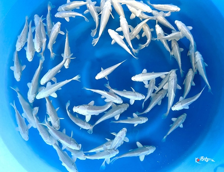 Tosai Mix: GR Platinum and a few Platinum 10-15 cm (Sample)  ()