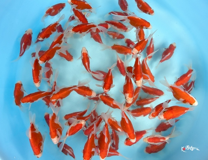 Tosai Tamasaba : 6-10 cm (Sample) ()