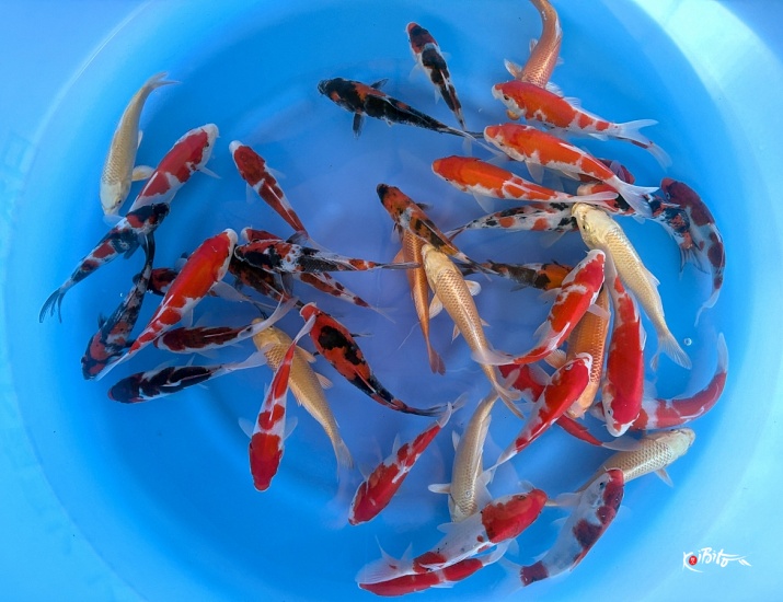 Tosai Mix : 16-18 cm (Sample) ()